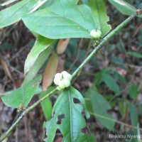 Glochidion stellatum (Retz.) Bedd. Retz.